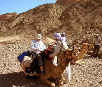 Camel Course Safari