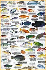 Red sea Fishes 