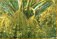 Date Palm 